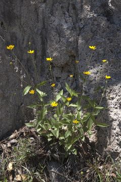 Lasianthaea podocephala (A. Gray) K. M. Becker的圖片