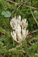 Ramaria gracilis (Pers.) Quél. 1888 resmi