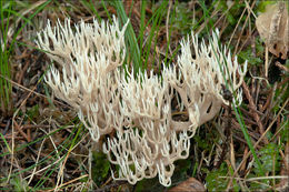 Ramaria gracilis (Pers.) Quél. 1888 resmi