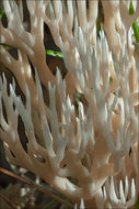 Imagem de Ramaria gracilis (Pers.) Quél. 1888