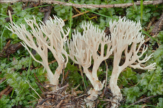 Image of Ramaria gracilis (Pers.) Quél. 1888