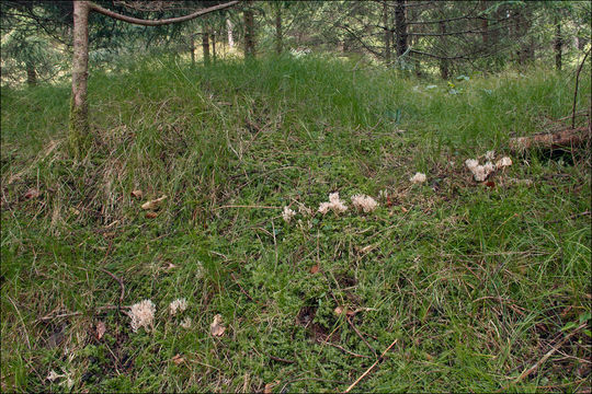 Image of Ramaria gracilis (Pers.) Quél. 1888