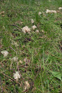 Ramaria gracilis (Pers.) Quél. 1888 resmi