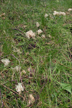 Image of Ramaria gracilis (Pers.) Quél. 1888