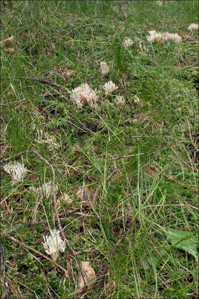 Ramaria gracilis (Pers.) Quél. 1888 resmi