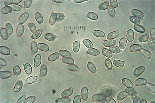 صورة Ramaria gracilis (Pers.) Quél. 1888