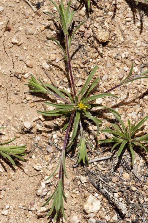 Image of wireweed