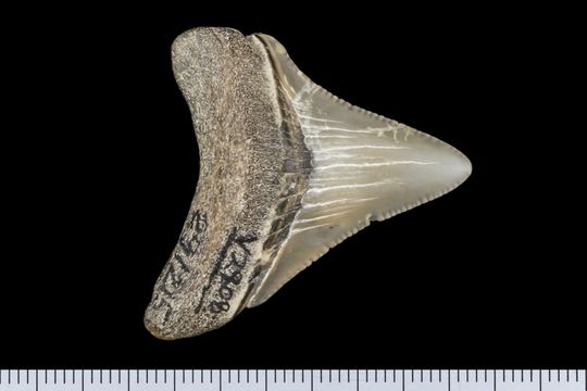 Image of <i>Carcharodon megalodon</i>