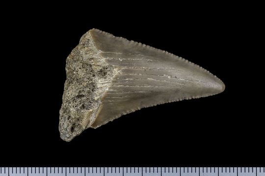 Image of <i>Carcharodon megalodon</i>