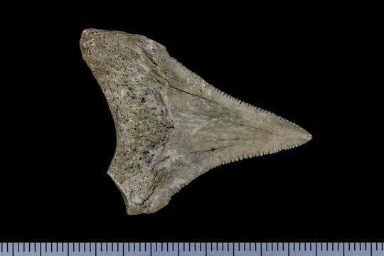 Image of <i>Carcharodon megalodon</i>