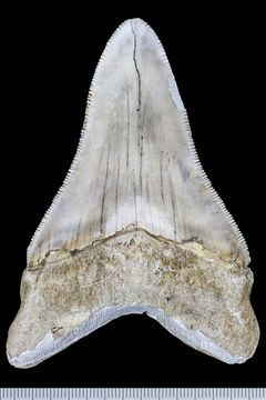 Image of Giant Great White Shark
