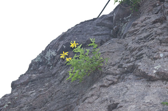 Image of yellow streamers