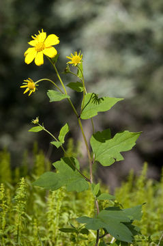 Image of yellow streamers