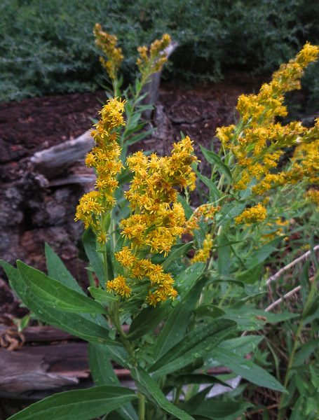 Image of Rocky Mountain goldenrod