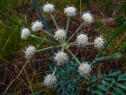 Image of <i>Sphenosciadium capitellatum</i>