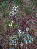 Image of <i>Sphenosciadium capitellatum</i>