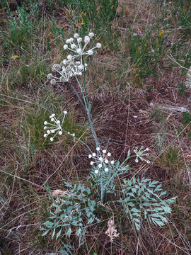 Image de <i>Sphenosciadium capitellatum</i>