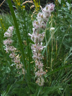 Слика од Stachys albens A. Gray