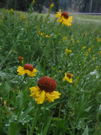 Image of Bigelow's sneezeweed