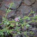 Image of sticky fagonbush