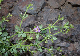 Image of sticky fagonbush