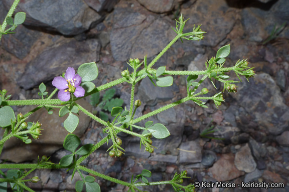 Image of sticky fagonbush