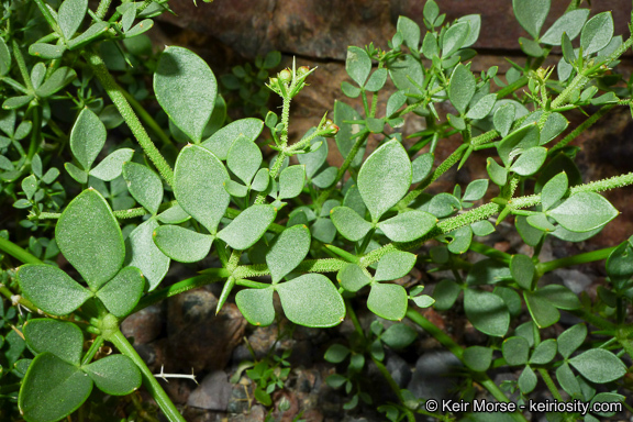 Image of sticky fagonbush