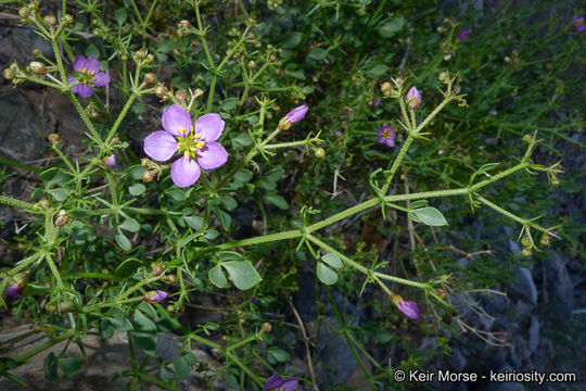 Image of sticky fagonbush