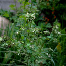 Image of <i>Thalictrum <i>fendleri</i></i> var. fendleri