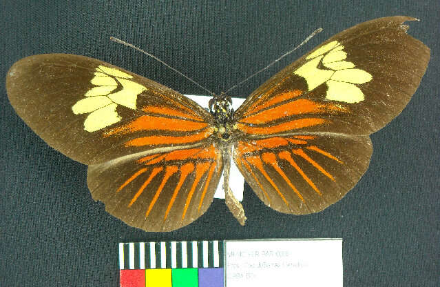 Image of Heliconius