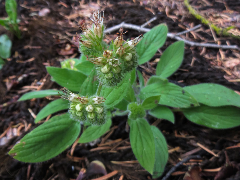 Phacelia mutabilis Greene的圖片