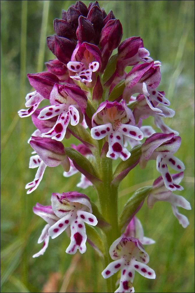 <i>Orchis ustulata</i>的圖片