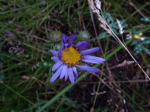 Image of Mountain American-Aster