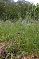 <i>Orchis ustulata</i>的圖片