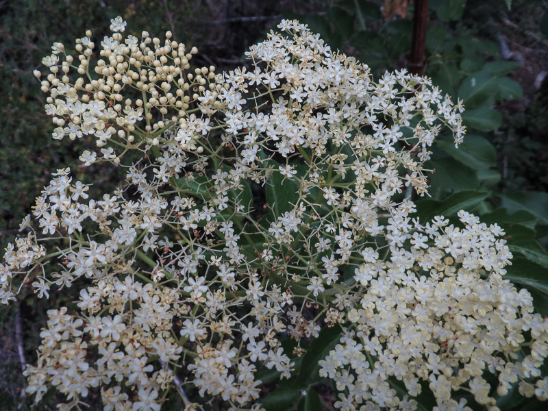 Image of western water hemlock