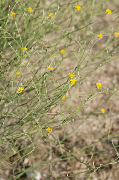 Imagem de Chondrilla juncea L.