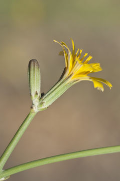 Chondrilla juncea L. resmi