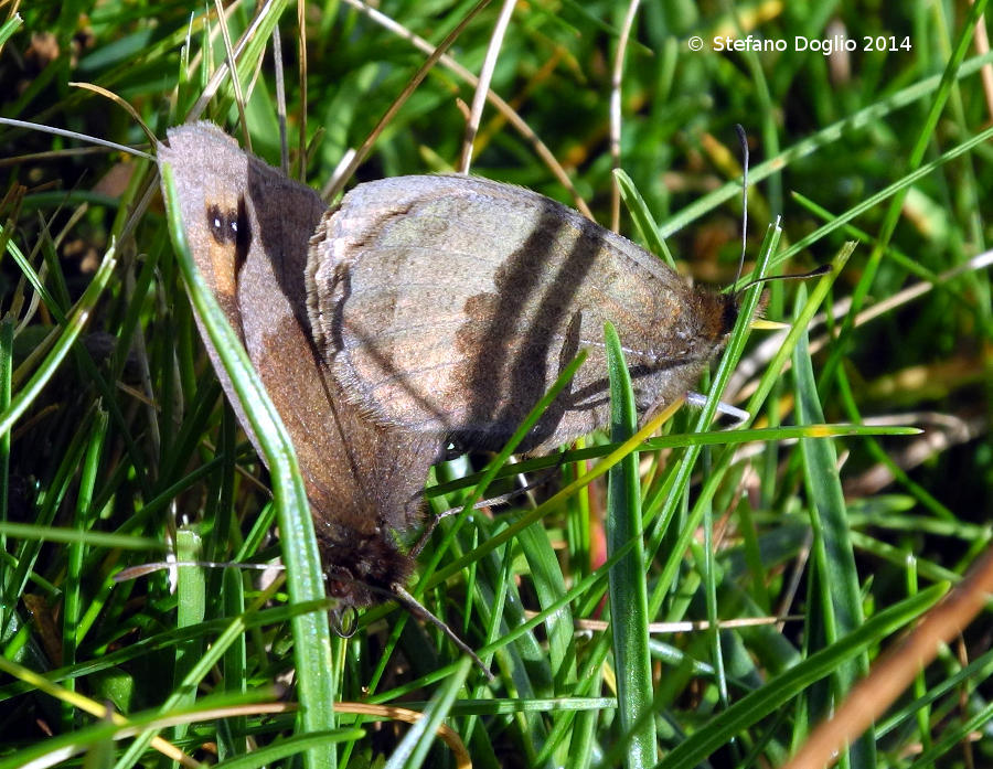 Image of Autumn Ringlet