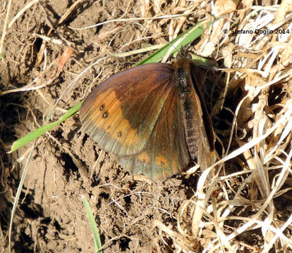 Image of Autumn Ringlet