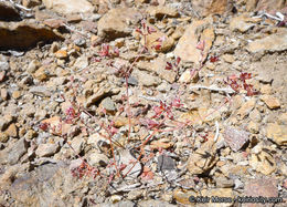 Image de Sidotheca emarginata (H. M. Hall) Reveal