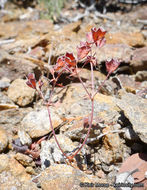 Image de Sidotheca emarginata (H. M. Hall) Reveal