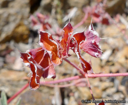 Image de Sidotheca emarginata (H. M. Hall) Reveal