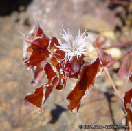 Image de Sidotheca emarginata (H. M. Hall) Reveal