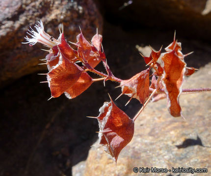 Image of whitemargin oxytheca