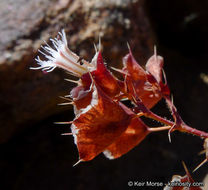 Image de Sidotheca emarginata (H. M. Hall) Reveal