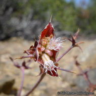 Image de Sidotheca emarginata (H. M. Hall) Reveal