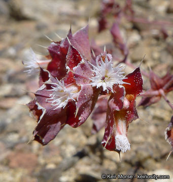 Image of whitemargin oxytheca