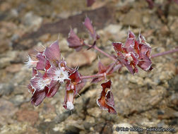 Image de Sidotheca emarginata (H. M. Hall) Reveal