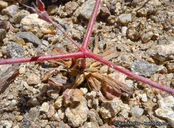 Image de Sidotheca emarginata (H. M. Hall) Reveal