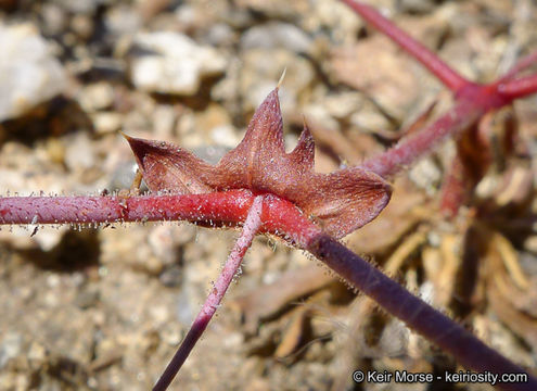 Image of whitemargin oxytheca